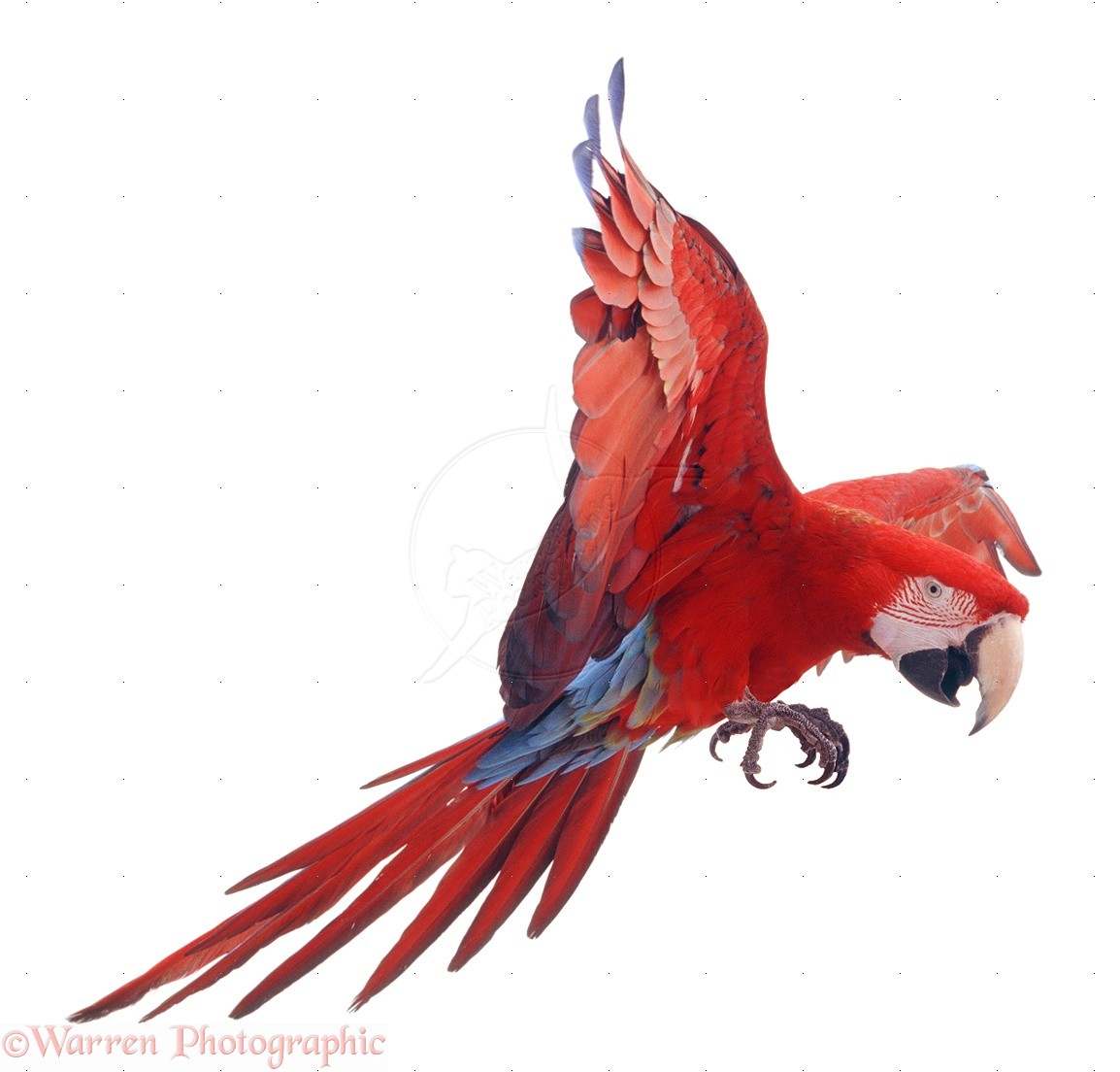 1154x1104 Parrot Flying 08261 Green Winged Macaw White