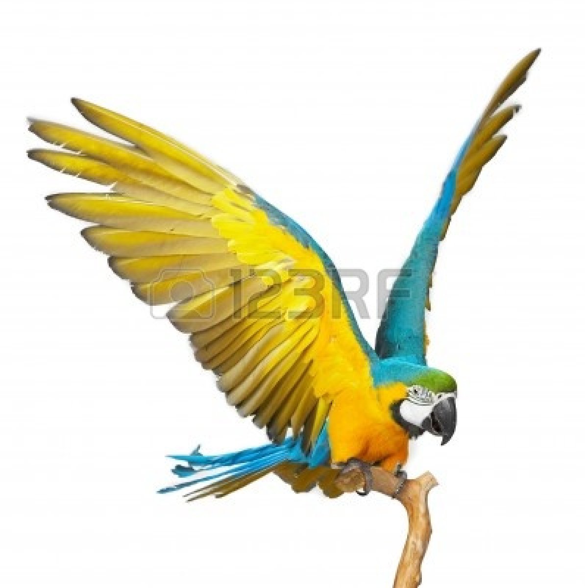 1194x1200 Parrot Flying 4596700 Colorful Parrot Isolated In White