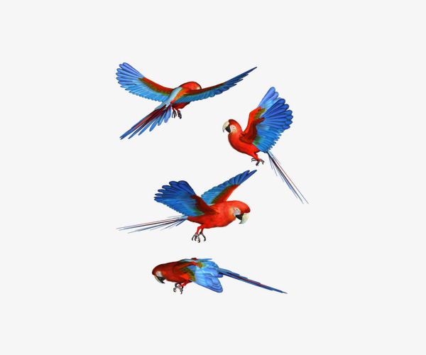 600x500 Colorful Parrot Flying, Flight, Parrot, Colorful Png Image