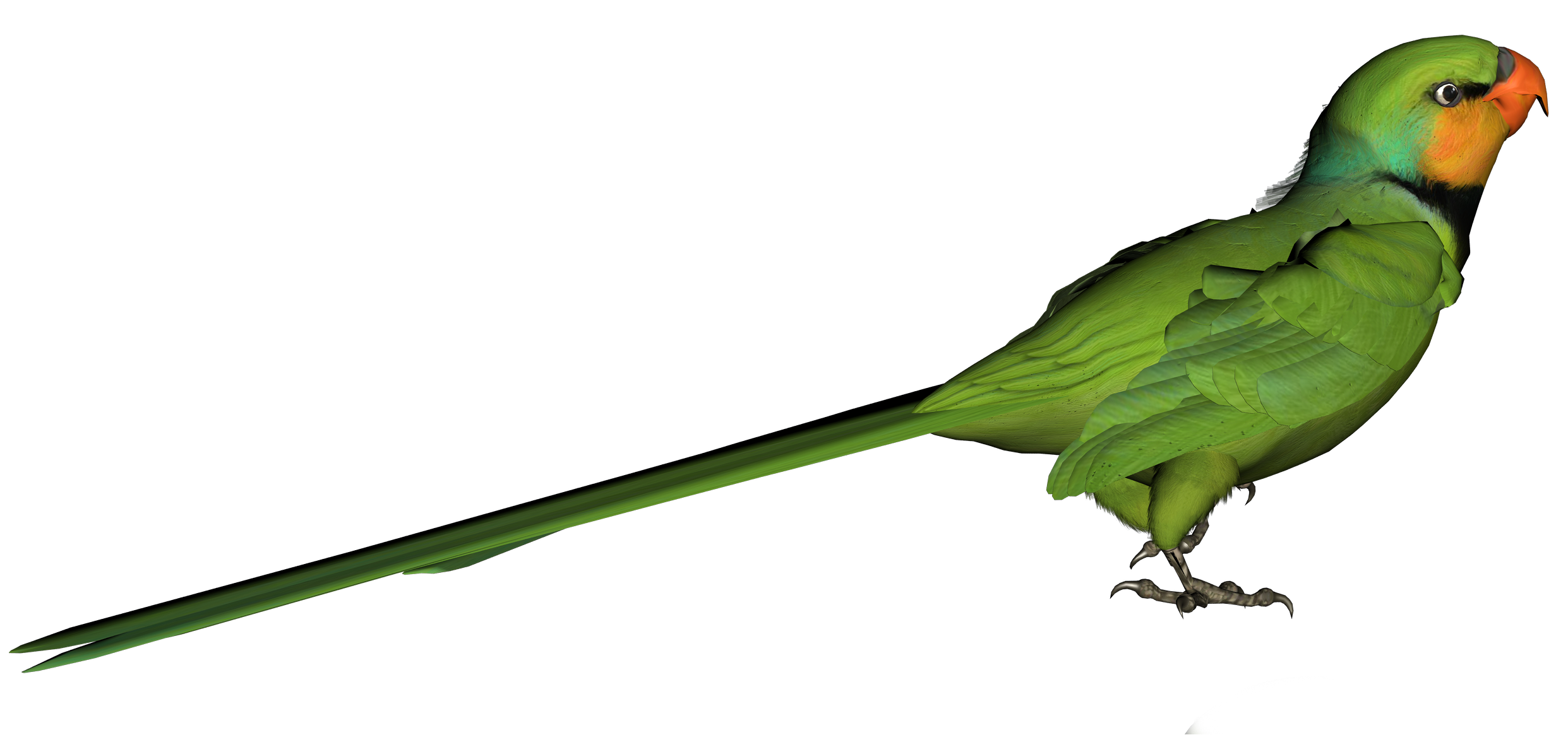 2483x1184 Green Parrot Png Clipart Pictureu200b Gallery Yopriceville
