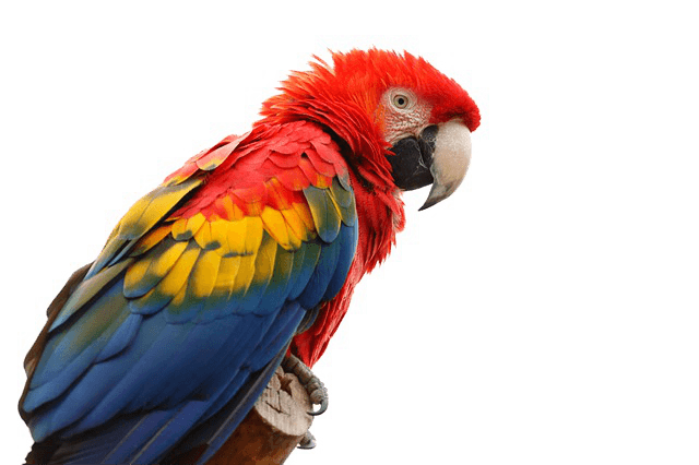 640x426 Landing Parrot Transparent Png
