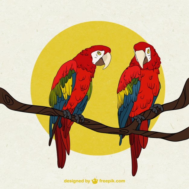 626x626 Parrot Vectors, Photos And Psd Files Free Download