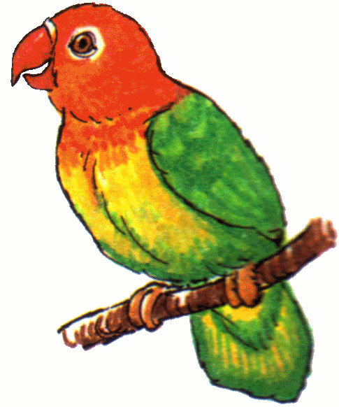 485x582 Parrot Clipart Parrot Bird