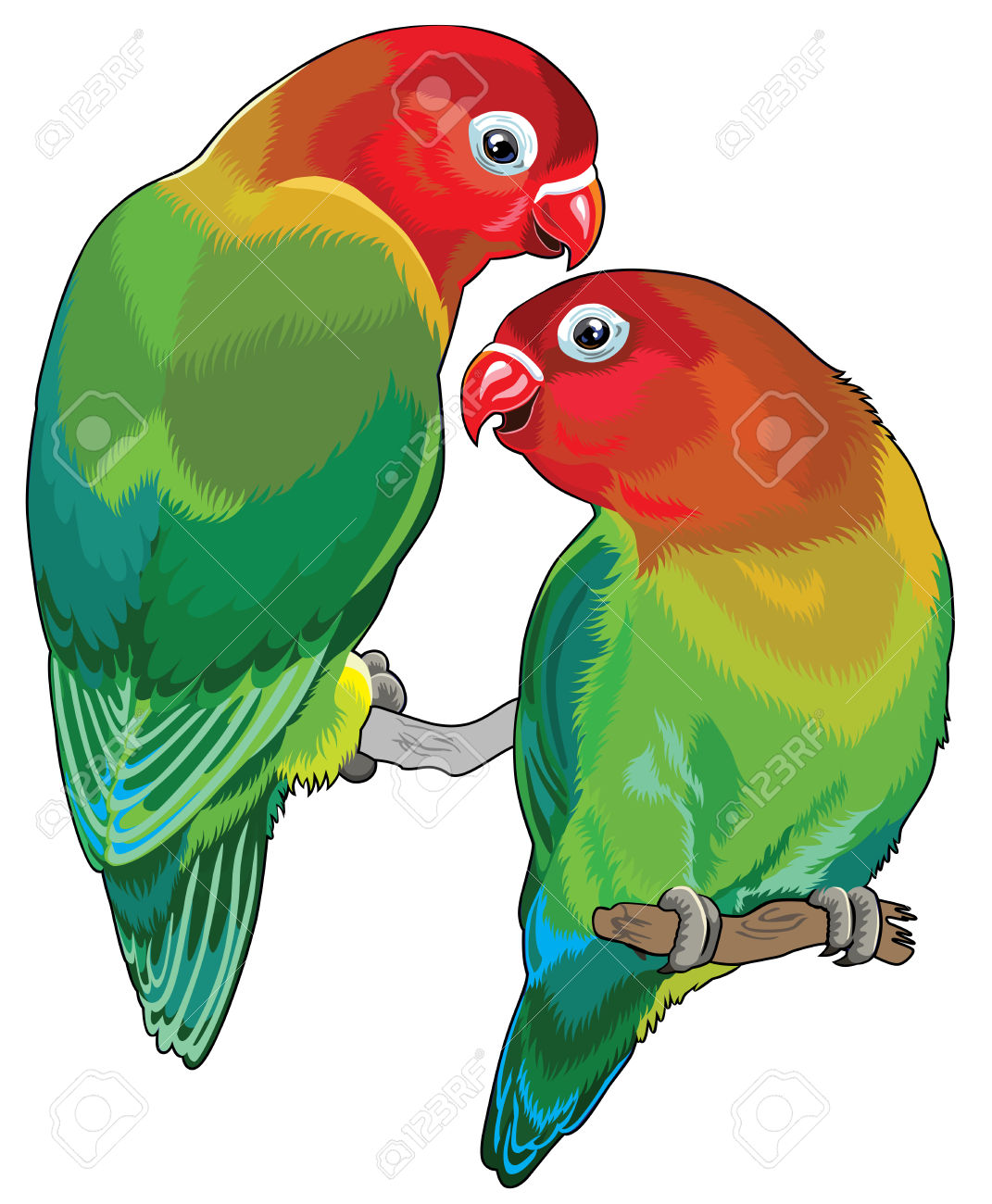 1071x1300 Parrot Clipart White Background