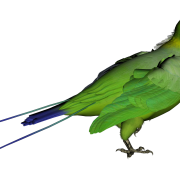 180x180 5 Little Known Facts About Parrots Png All