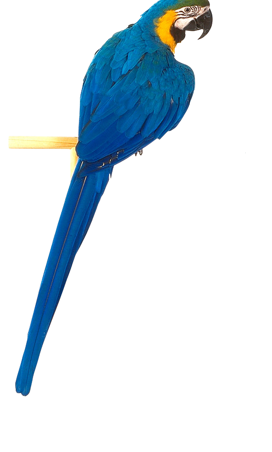 551x914 Blue Parrot Png Parrot Animal