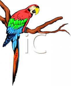 246x300 Colorful Parrot On A Branch Clipart Image