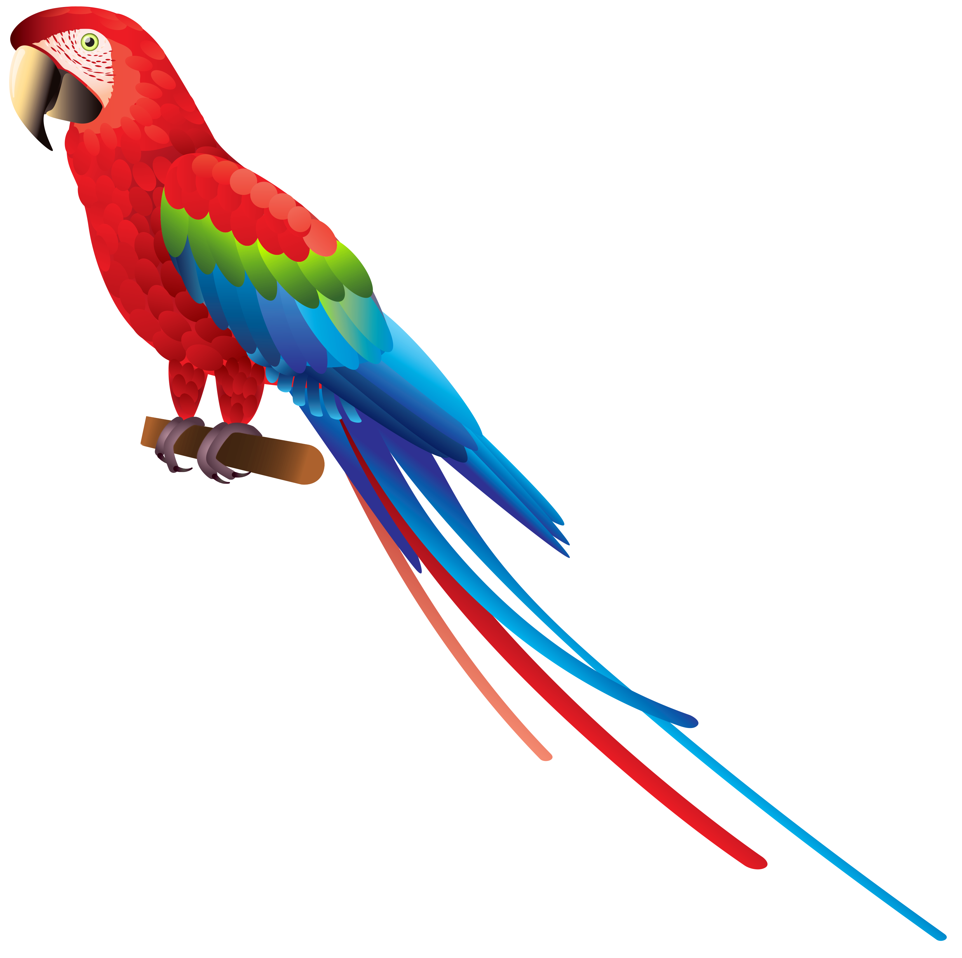 3296x3282 Macaw Clipart Colourful Bird