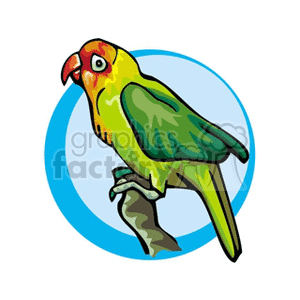 300x300 Royalty Free Colorful Little Jenday Conure Parrot 130539 Vector