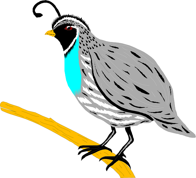 640x580 Cute Clipart Quail
