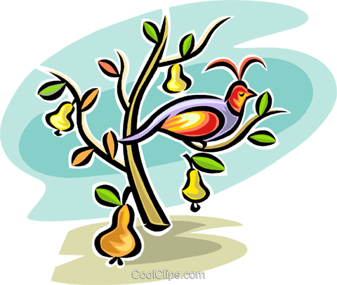 480x405 Partridge In A Pear Tree Royalty Free Vector Clip Art Illustration