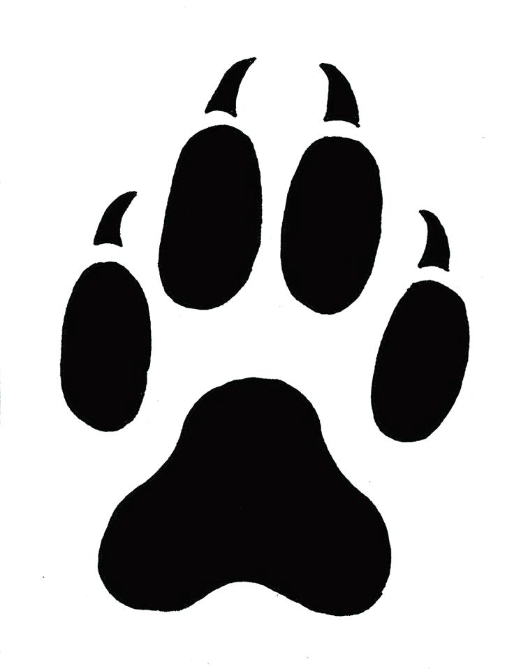 736x957 Pictures Of Tiger Paw Prints