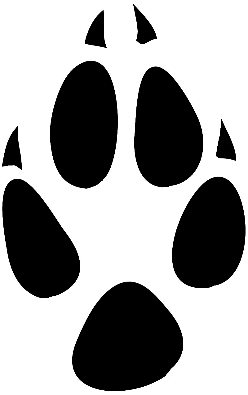 800x1277 Cougar Paw Print Clip Art Clipart