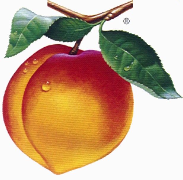 617x609 Peach Clipart Picture Image