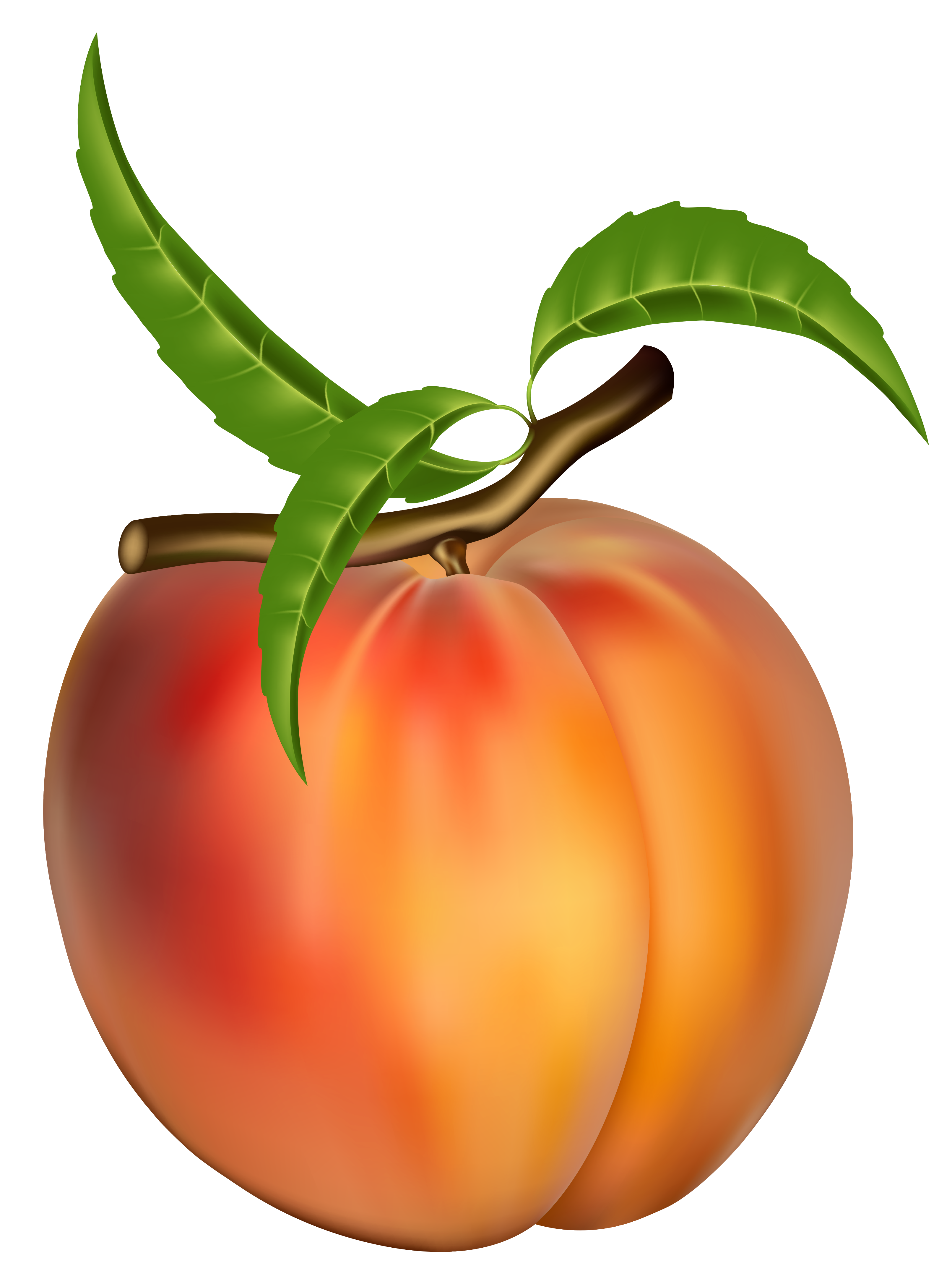 3222x4344 Peach Clip Art Free