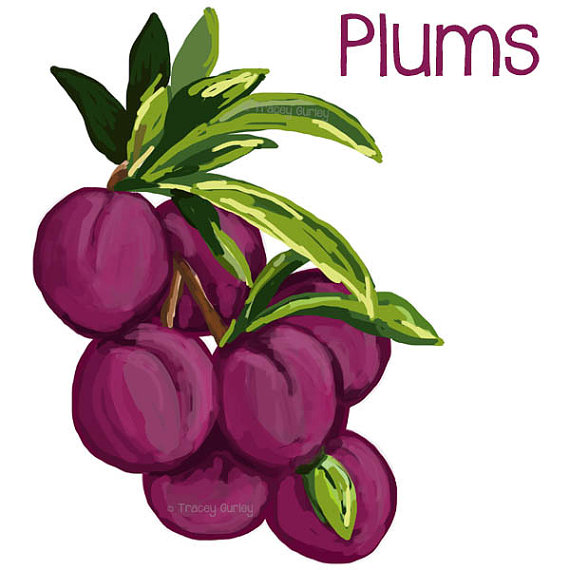570x570 Peach Clipart Plum