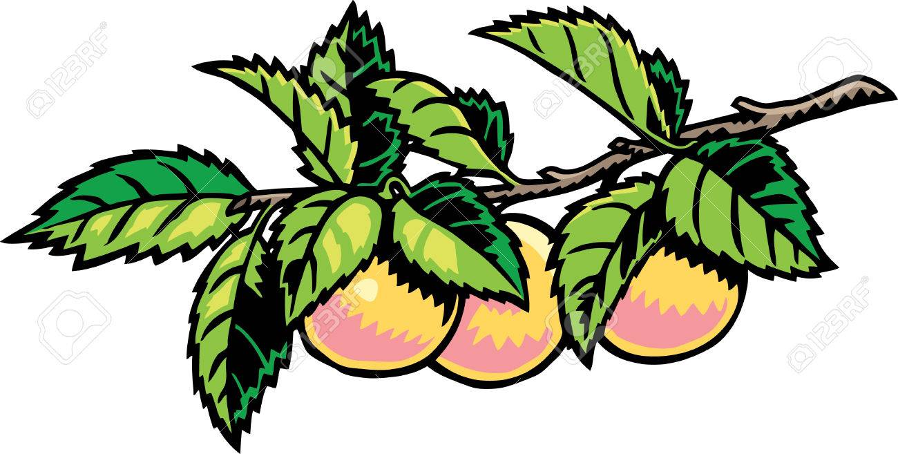 1300x657 Peach Tree Royalty Free Cliparts, Vectors, And Stock Illustration
