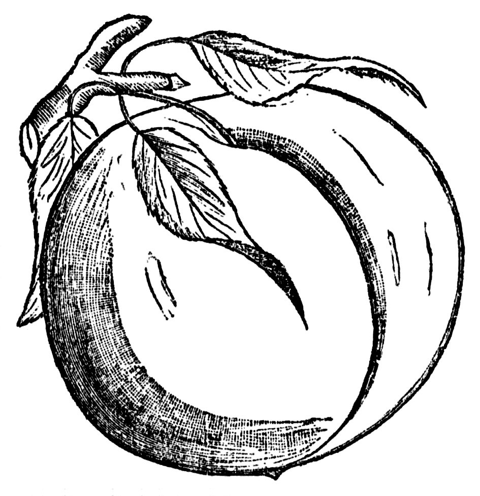 945x975 Peach Black And White Clipart.png