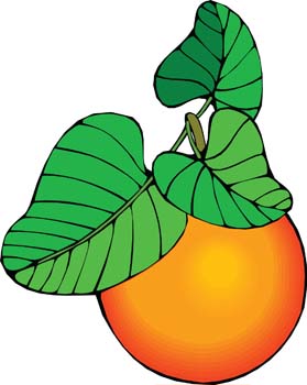 279x350 Peach Free Vector 4vector