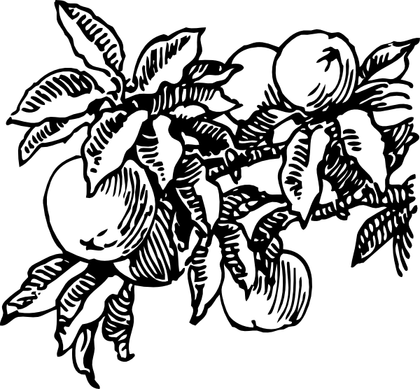 600x556 Peaches Clip Art Free Vector 4vector