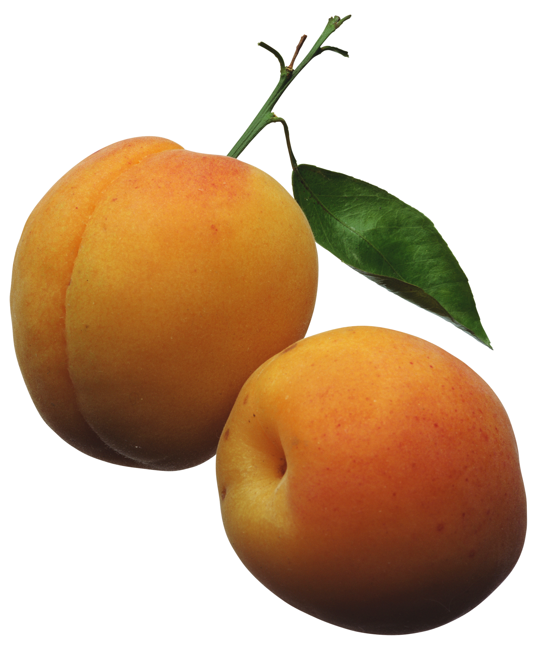 1800x2174 Apricots Png Clipart Pictureu200b Gallery Yopriceville