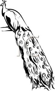 181x300 Peacock Clipart Black And White Clipart Panda