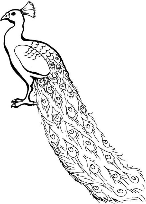 600x840 A Lovely African Congo Peacock Coloring Page Kids Play Color
