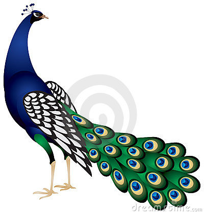 400x420 Peacock Clip Art