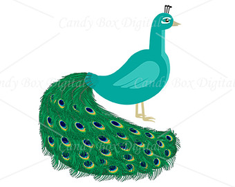 340x270 Peacock Clipart Teal