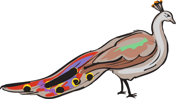 600x339 Colorful Peacock Clip Art