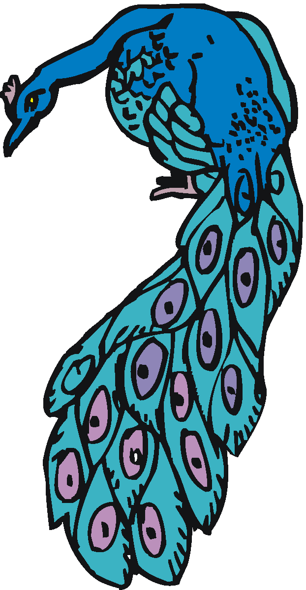 622x1200 Free Peacock Clipart 4