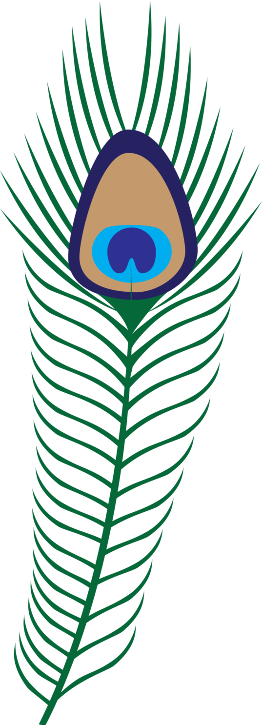 537x1486 Peacock Clipart Teal