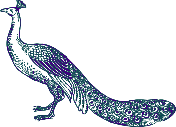 600x433 Purple And Teal Peacock Clip Art