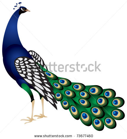 428x470 Drawn Peafowl Indian Peacock