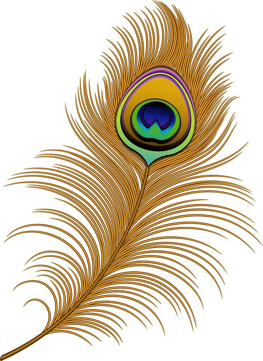 Peacock Feather Border