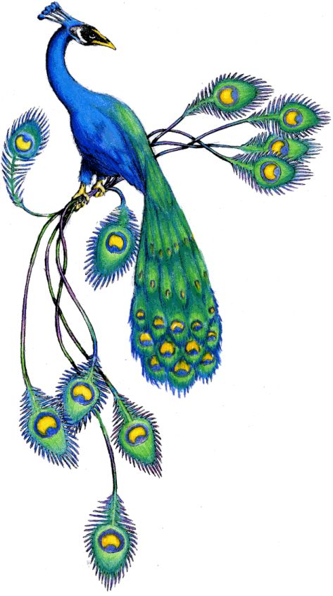 Peacock Feather Border Designs | Free download on ClipArtMag