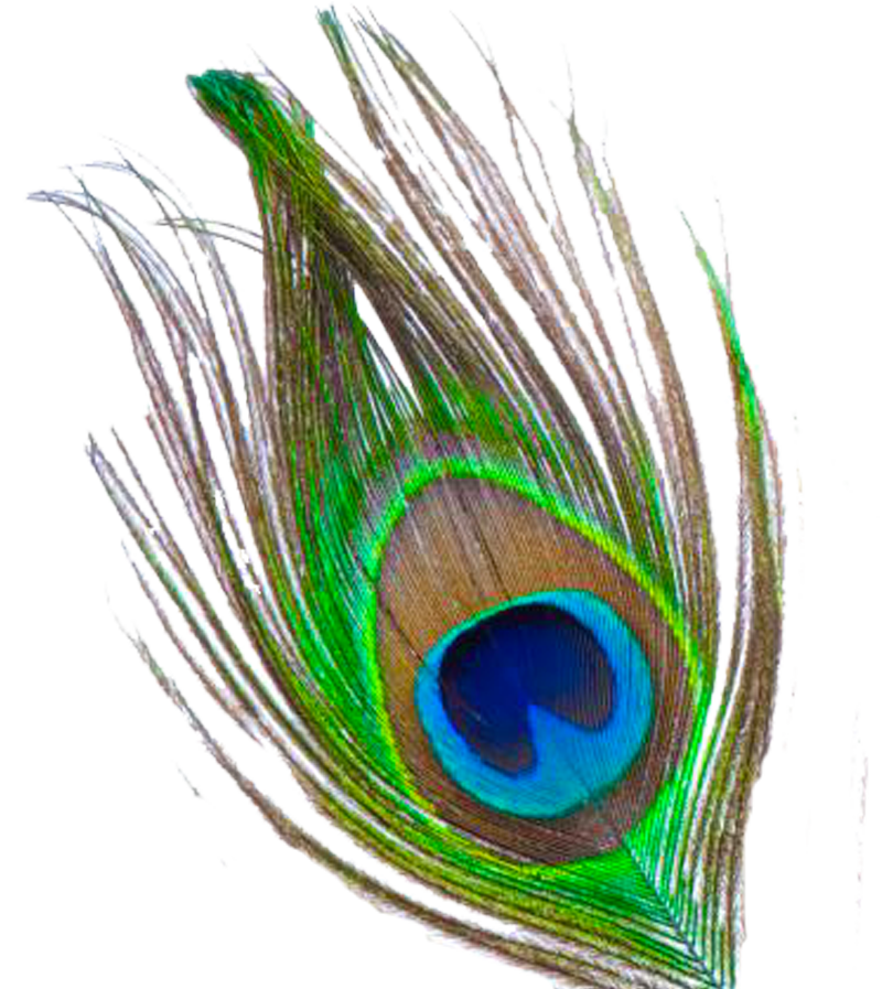800x897 Peacock Feather Png Transparent Images Png All