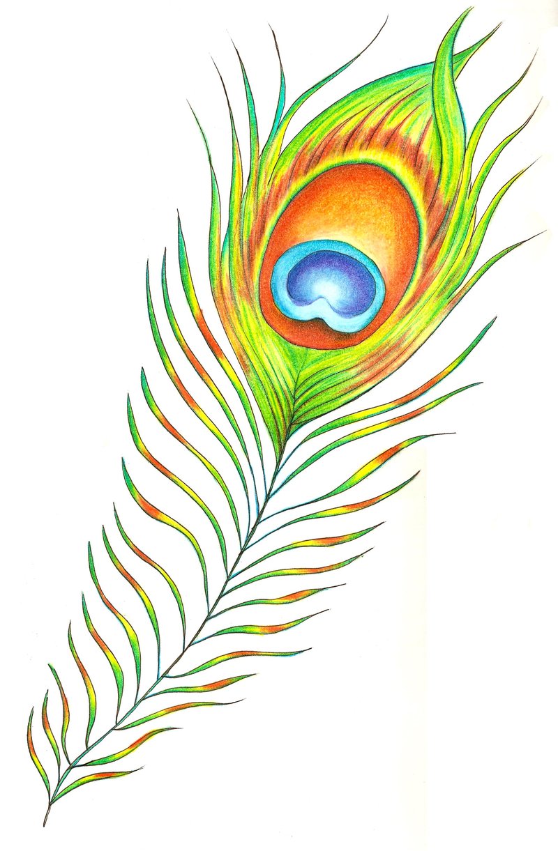 800x1221 Peacock Feather By Chaoticatcreations