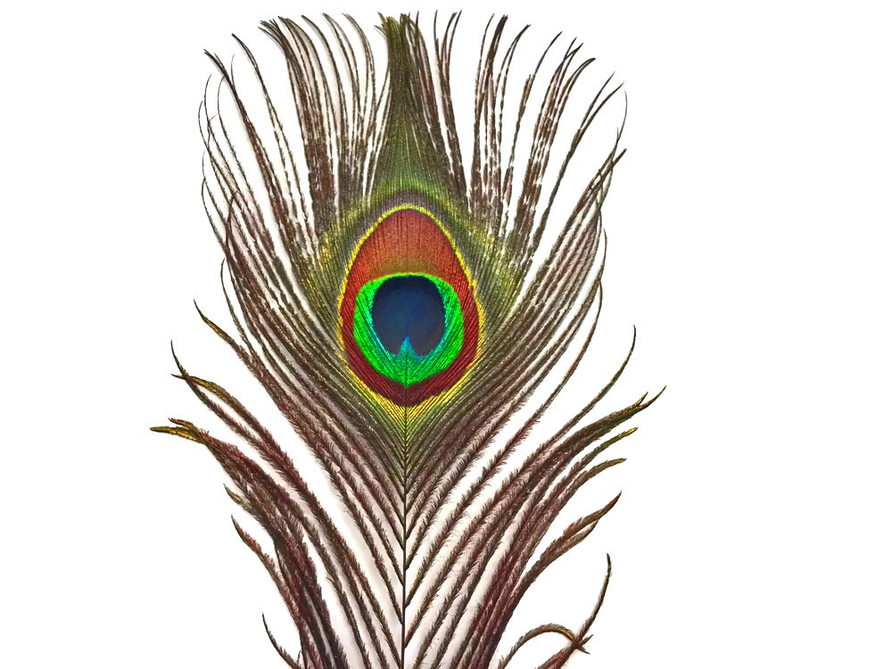 1000x750 Peacock Feathers For Sale Moonlight Feather