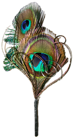 239x450 Peacock Feather