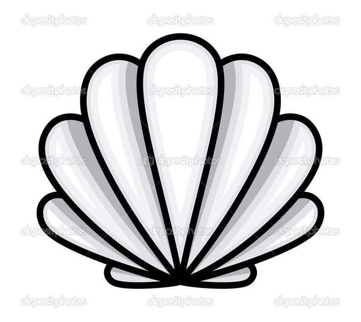 736x658 Shell Clipart Clam