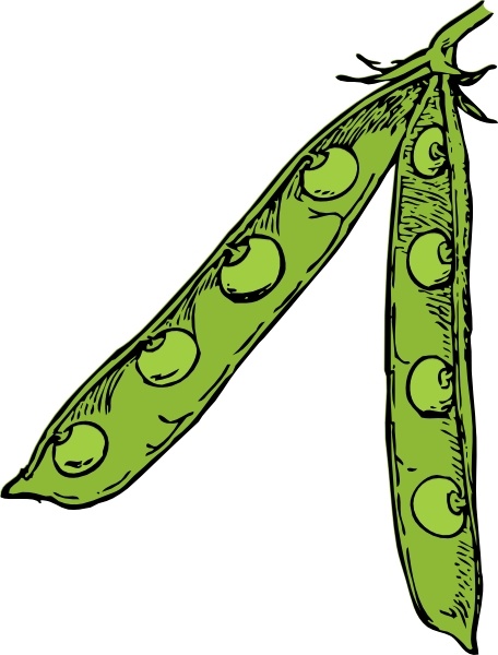 456x600 Pea Pod Clip Art Free Vector In Open Office Drawing Svg ( Svg