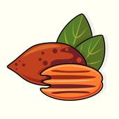 170x170 Pecan Clip Art