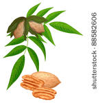 146x150 Pecan Nut Clipart