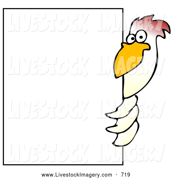 600x620 Cliprt Of White Blank Minded Chicken Bird Peekinground
