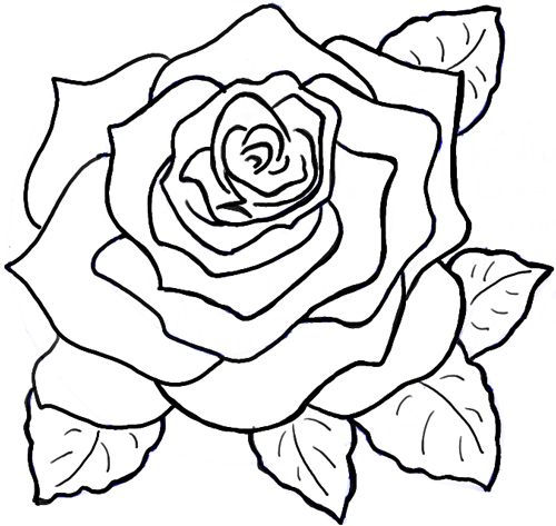 500x473 How To Draw A Rose