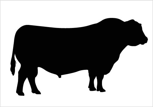 501x352 Cattle Clipart Silhouette