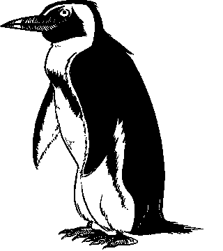 320x360 Penguin Black And White Free Penguin Clip Art 2