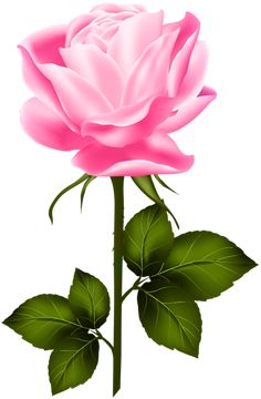 236x360 Beautiful Stem Red Rose Png Clipart Chaili Rose