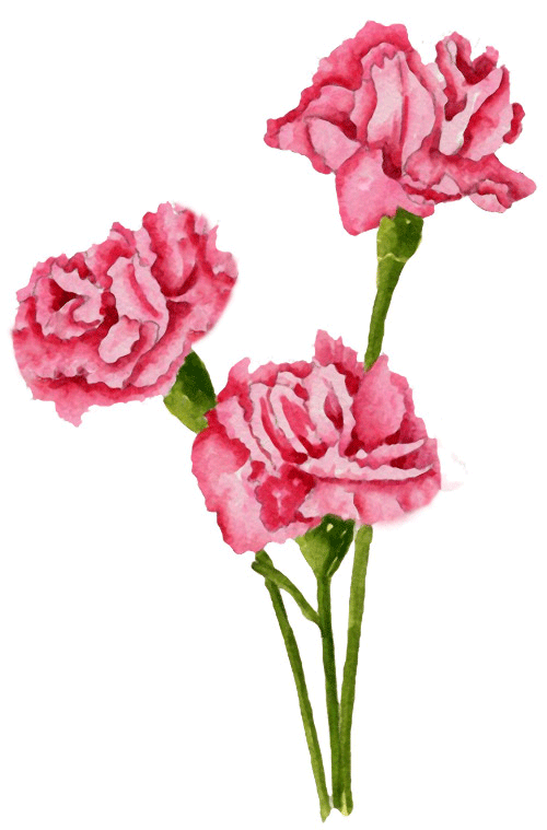 500x759 Carnation Clipart Many Interesting Cliparts